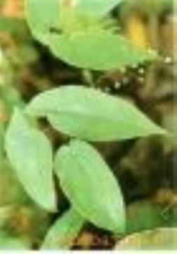  Epimedium Extract  - Icariin